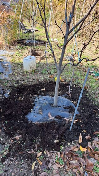 주윤발이님의 감 · 영농일지 작성글 사진