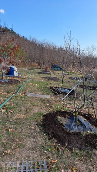 주윤발이님의 감 · 영농일지 작성글 사진