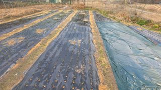 가야산아래촌농님의 기타작물 · 영농일지 작성글 사진