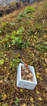 팜모닝 두릅·영농일지 게시글 이미지