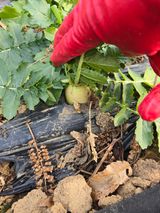 팜모닝 배추·영농일지 게시글 이미지