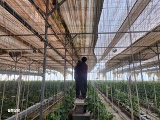 늘햇살팜 님의 기타작물 · 영농일지 작성글 사진