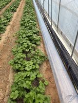 팜모닝 기타작물·영농일지 게시글 이미지