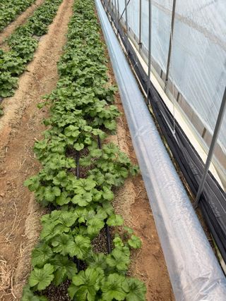 곰근이네흙밭님의 기타작물 · 영농일지 작성글 사진