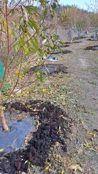 주윤발이님의 감 · 영농일지 작성글 사진