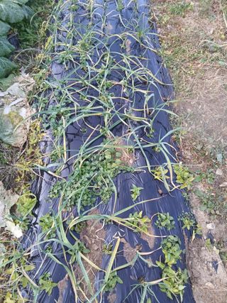 김명자님의 기타작물 · 영농일지 작성글 사진