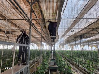 늘햇살팜 님의 기타작물 · 영농일지 작성글 사진