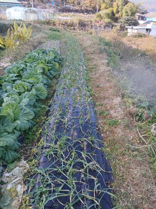 김명자님의 기타작물 · 영농일지 작성글 사진