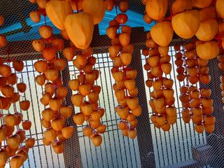 김년욱님의 감 · 영농일지 작성글 사진