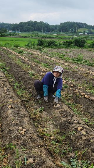 곽재섭님의 기타작물 · 영농일지 작성글 사진