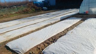 이순정님의 마늘 · 영농일지 작성글 사진