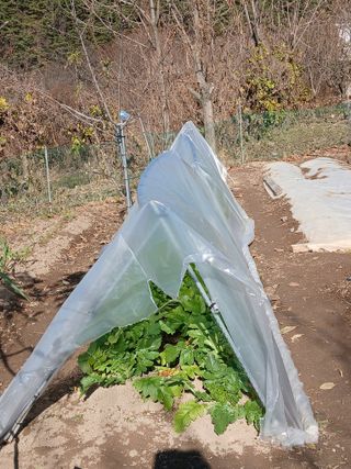 향양농장 사랑합니다님의 기타작물 · 영농일지 작성글 사진