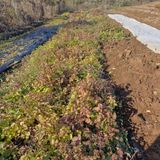 팜모닝 기타작물·영농일지 게시글 이미지