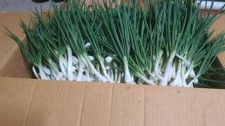 윤정님의 파 · 영농일지 작성글 사진