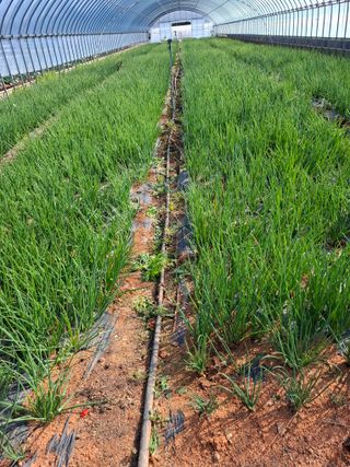 결단이님의 파 · 영농일지 작성글 사진