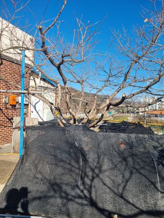 김용대님의 감 · 영농일지 작성글 사진