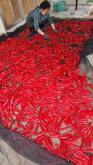 곽재섭님의 기타작물 · 영농일지 작성글 사진