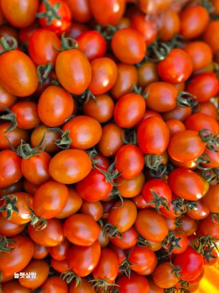 늘햇살팜 님의 기타작물 · 영농일지 작성글 사진