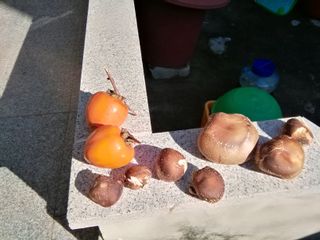 백창석님의 기타작물 · 영농일지 작성글 사진