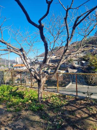 김용대님의 감 · 영농일지 작성글 사진