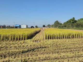 NEO 투스타팀 : 김 진여님의 벼 · 영농일지 작성글 사진