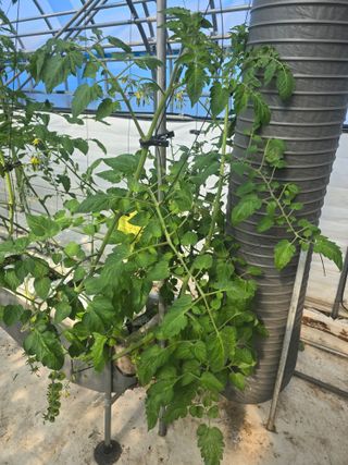 김호진님의 토마토 · 영농일지 작성글 사진