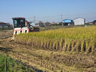 NEO 투스타팀 : 김 진여님의 벼 · 영농일지 작성글 사진