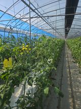 팜모닝 토마토·영농일지 게시글 이미지