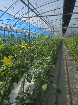 김호진님의 토마토 · 영농일지 작성글 사진