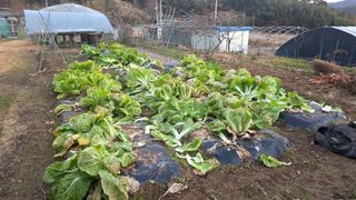 가야산아래촌농님의 기타작물 · 영농일지 작성글 사진