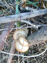 팜모닝 기타작물·영농일지 게시글 이미지