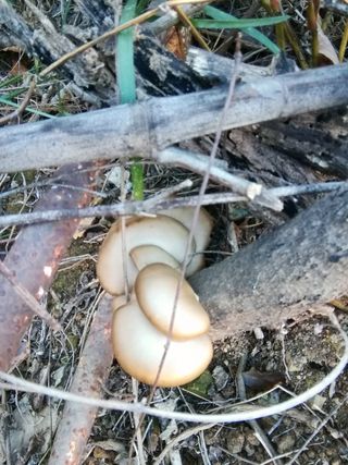 백창석님의 기타작물 · 영농일지 작성글 사진