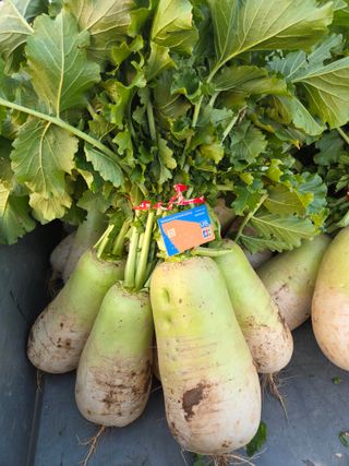 NEO 투스타팀 : 김 진여님의 벼 · 영농일지 작성글 사진