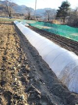 팜모닝 마늘·영농일지 게시글 이미지