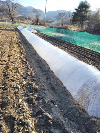 김성열님의 마늘 · 영농일지 작성글 사진