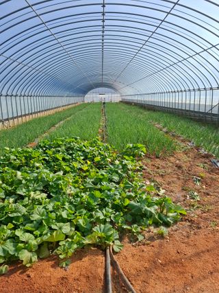 결단이님의 파 · 영농일지 작성글 사진