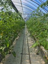 팜모닝 토마토·영농일지 게시글 이미지