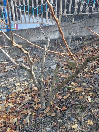 김용대님의 기타작물 · 영농일지 작성글 사진