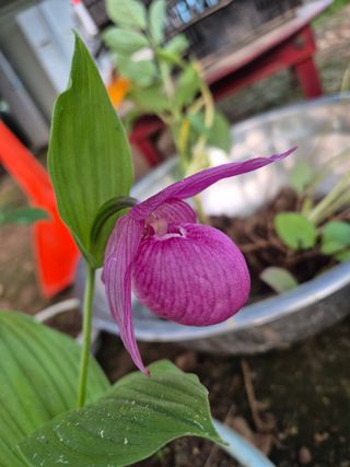 병풍취산채농원님의 고추 · 영농일지 작성글 사진