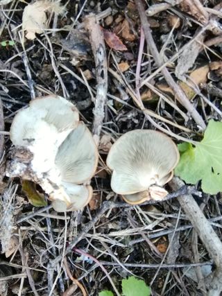 백창석님의 기타작물 · 영농일지 작성글 사진