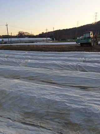 마늘25328님의 기타작물 · 영농일지 작성글 사진