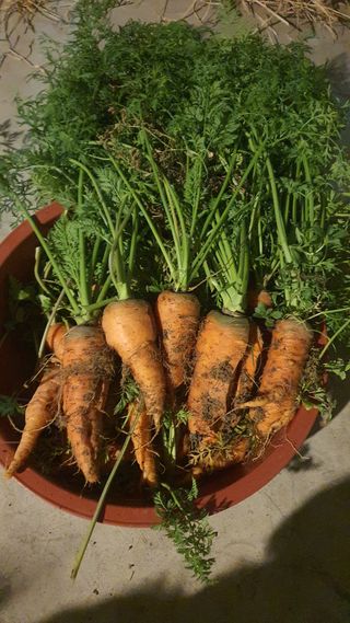 윤정님의 파 · 영농일지 작성글 사진