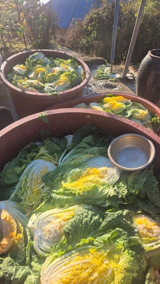 김연숙님의 기타작물 · 영농일지 작성글 사진