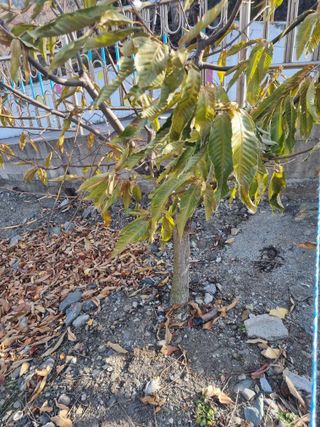 김용대님의 기타작물 · 영농일지 작성글 사진