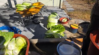 가야산아래촌농님의 기타작물 · 영농일지 작성글 사진