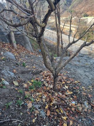 김용대님의 기타작물 · 영농일지 작성글 사진