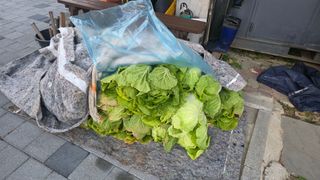 가야산아래촌농님의 기타작물 · 영농일지 작성글 사진