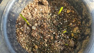 허인녕님의 기타작물 · 영농일지 작성글 사진