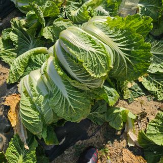 최군환님의 배추 · 영농일지 작성글 사진