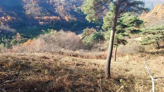 이순기님의 두릅 · 영농일지 작성글 사진